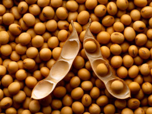 17 Oct 2000 --- A mature open soybean pod resting on a bed of mature harvested soybeans. --- Image by © Corbis