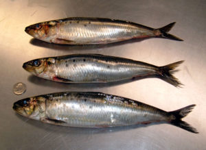sardines-8